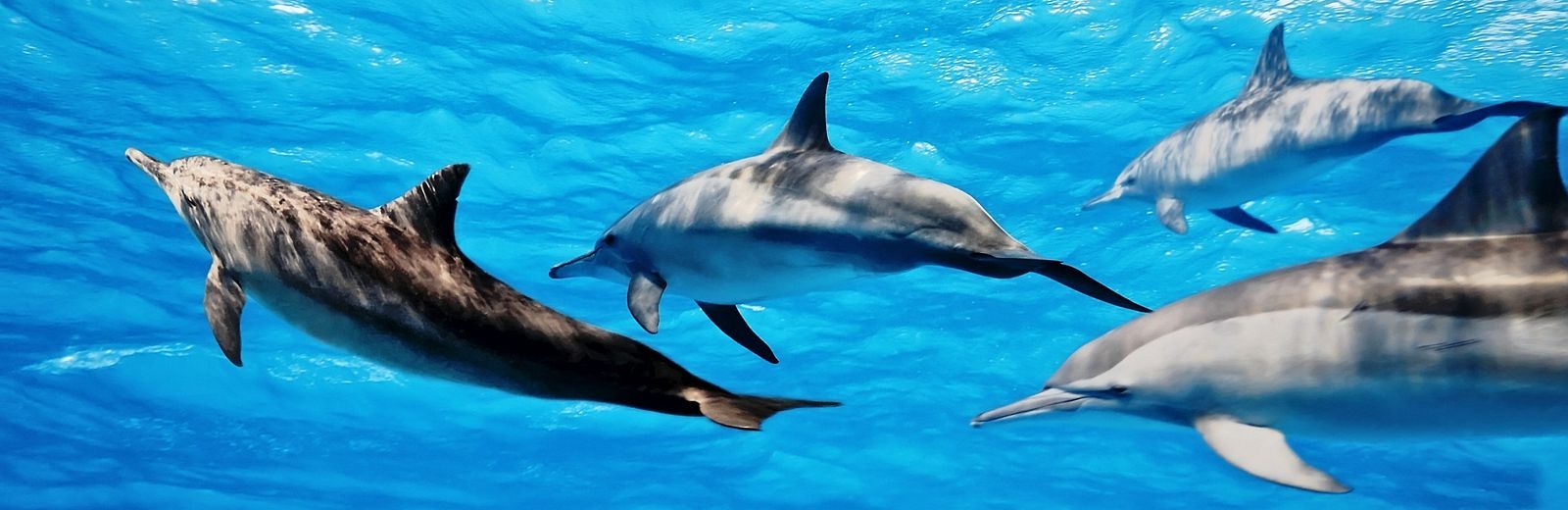 Schwimmen und Schnorcheln mit Delfinen 